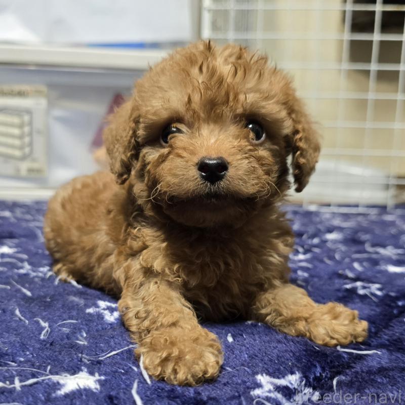 商談中の岡山県のトイプードル-430824の6枚目