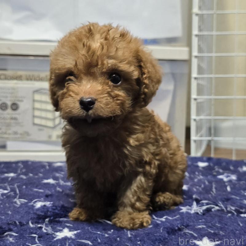 商談中の岡山県のトイプードル-430824の5枚目