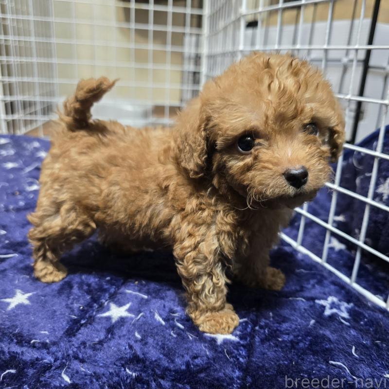 商談中の岡山県のトイプードル-430824の4枚目