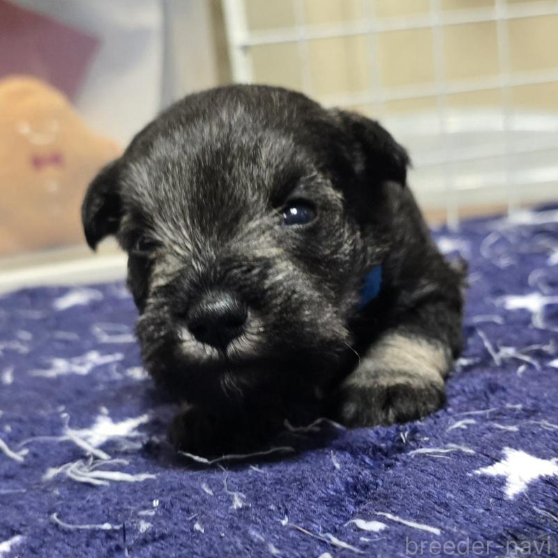 成約済の岡山県のミニチュアシュナウザー-435084の12枚目