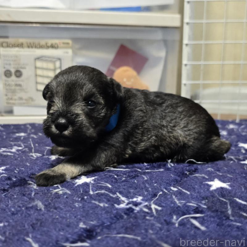 成約済の岡山県のミニチュアシュナウザー-435084の11枚目