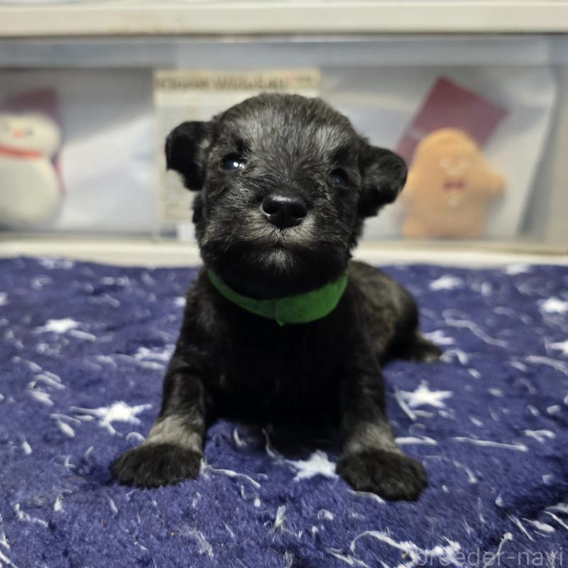 成約済の岡山県のミニチュアシュナウザー-435085の14枚目