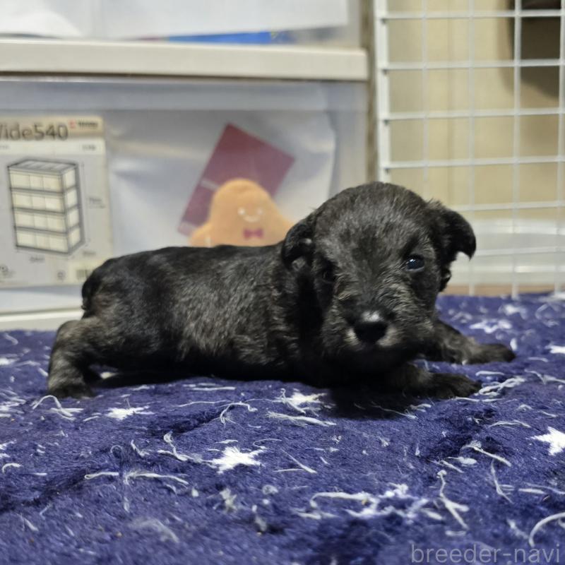 成約済の岡山県のミニチュアシュナウザー-435085の12枚目