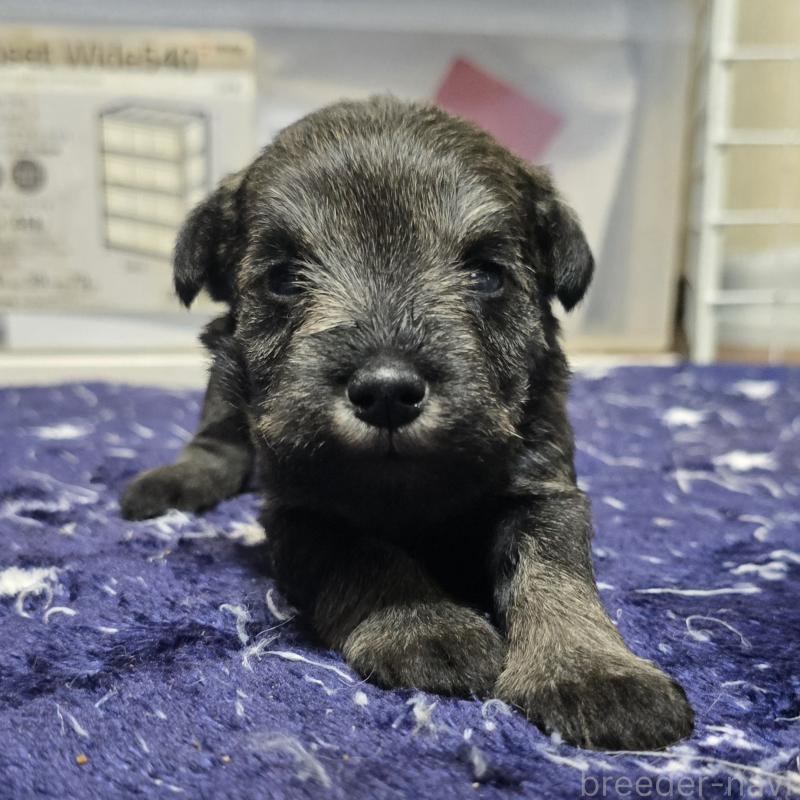 成約済の岡山県のミニチュアシュナウザー-435086の10枚目