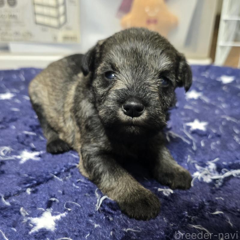 成約済の岡山県のミニチュアシュナウザー-435086の9枚目