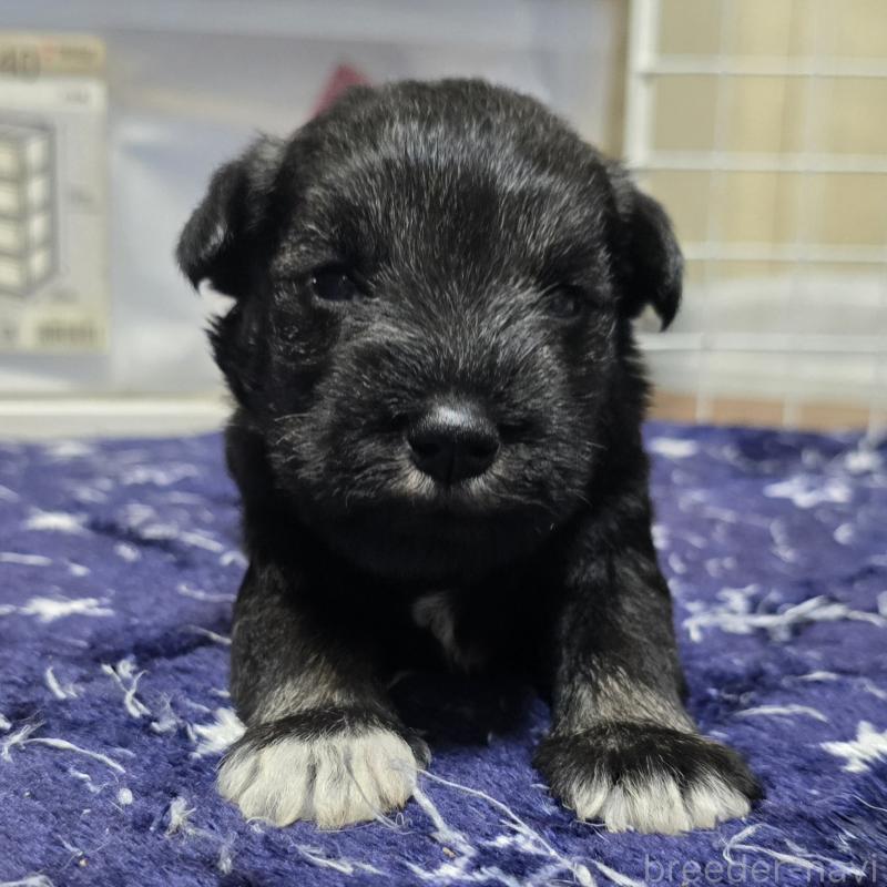 成約済の岡山県のミニチュアシュナウザー-435087の14枚目