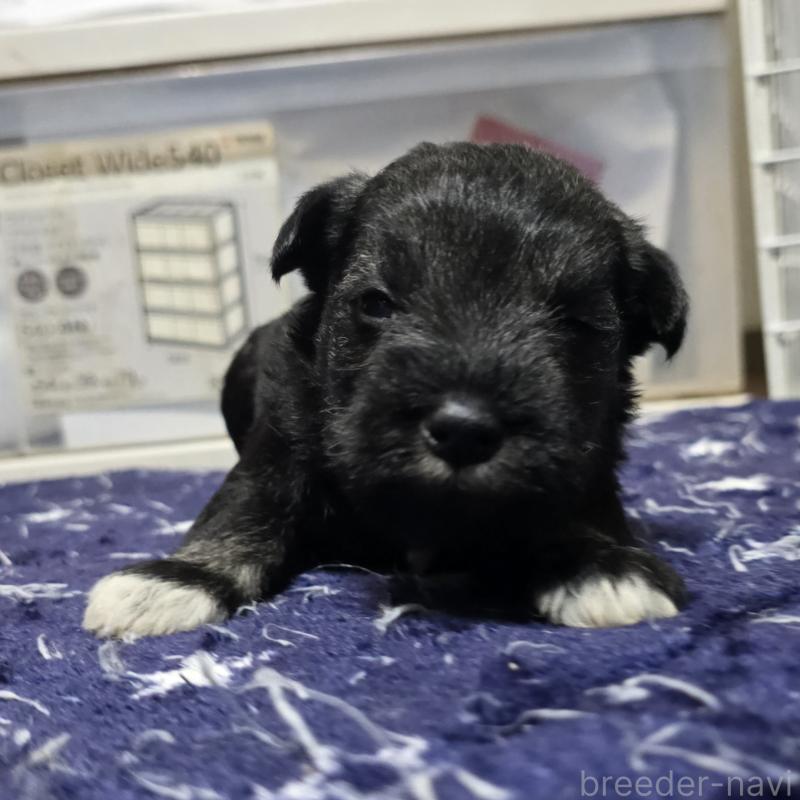 成約済の岡山県のミニチュアシュナウザー-435087の13枚目