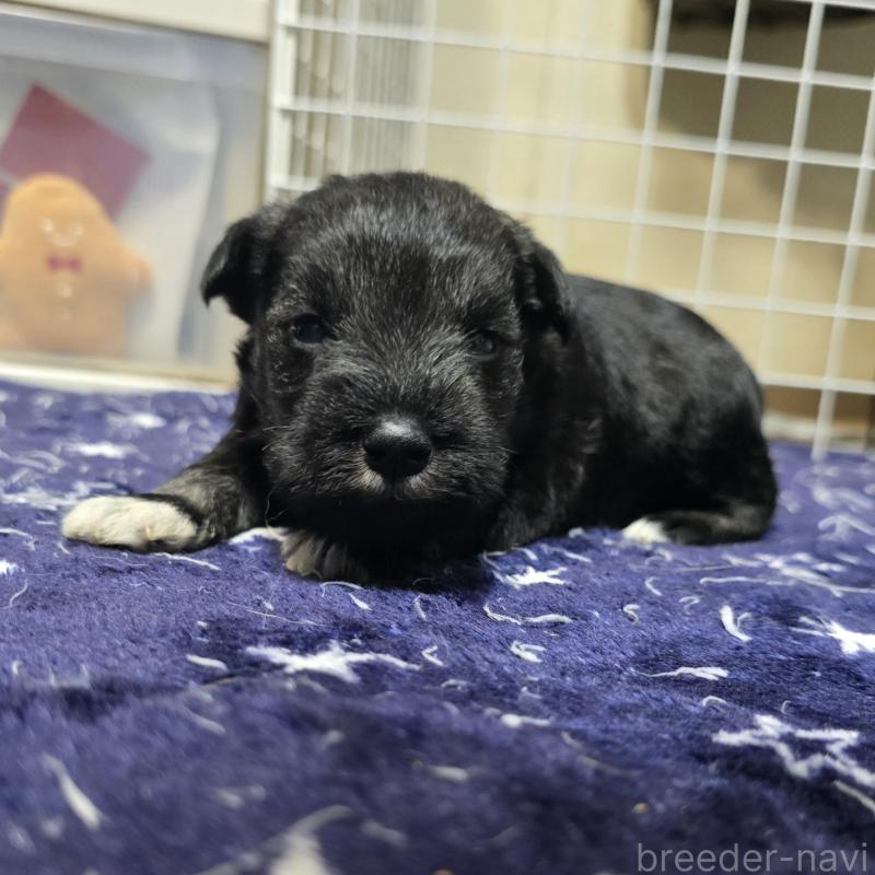 成約済の岡山県のミニチュアシュナウザー-435087の12枚目