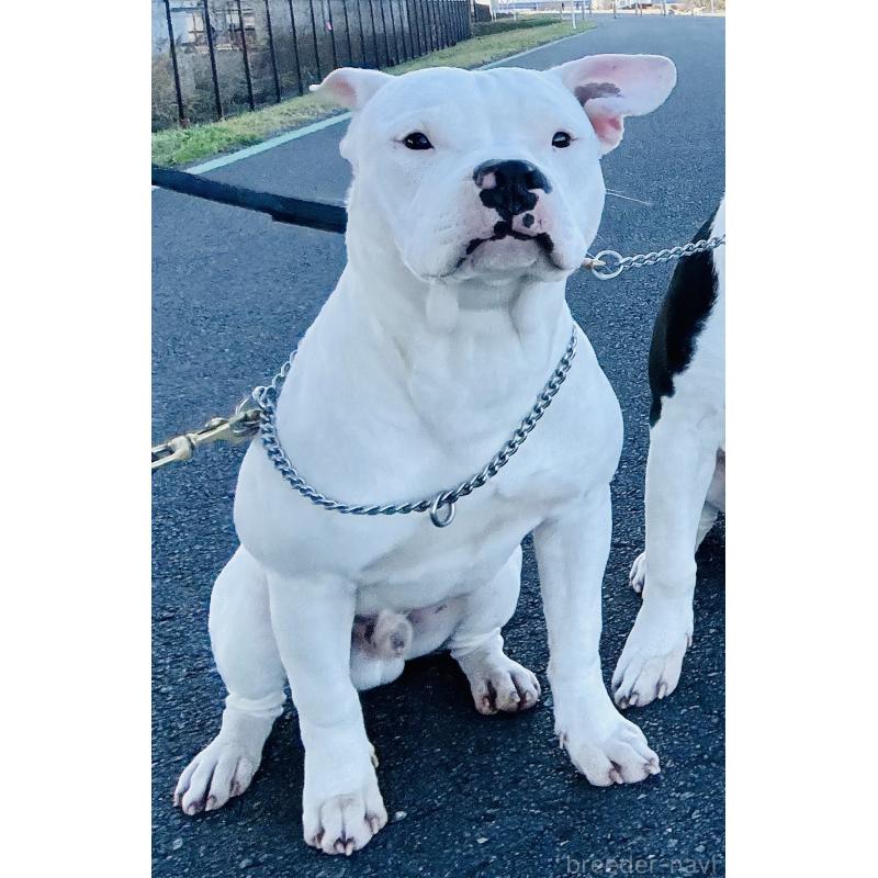 販売中の神奈川県のアメリカンピットブルテリア-392579