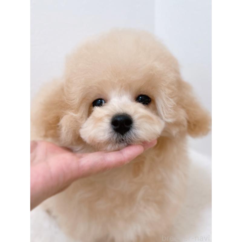 成約済の福岡県のティーカッププードル-426684の6枚目