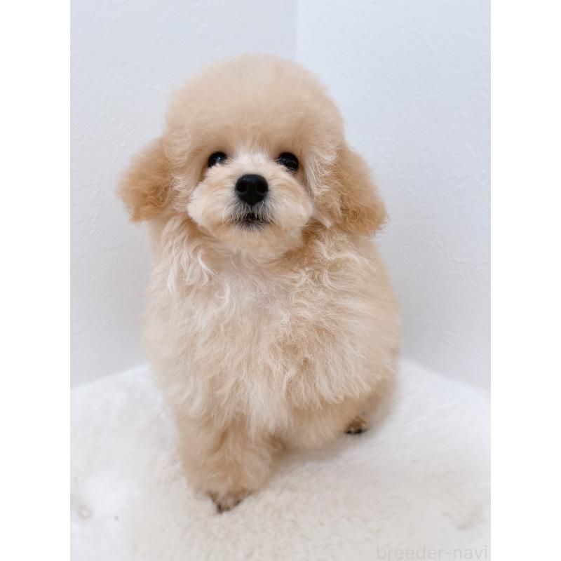 成約済の福岡県のティーカッププードル-426684の4枚目