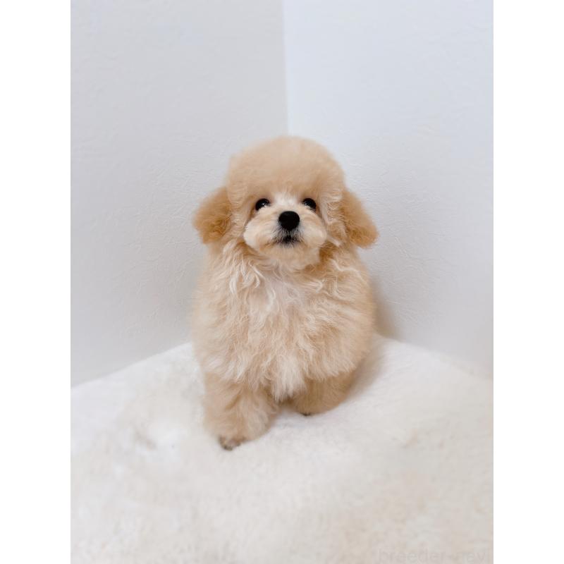 成約済の福岡県のティーカッププードル-426684の3枚目