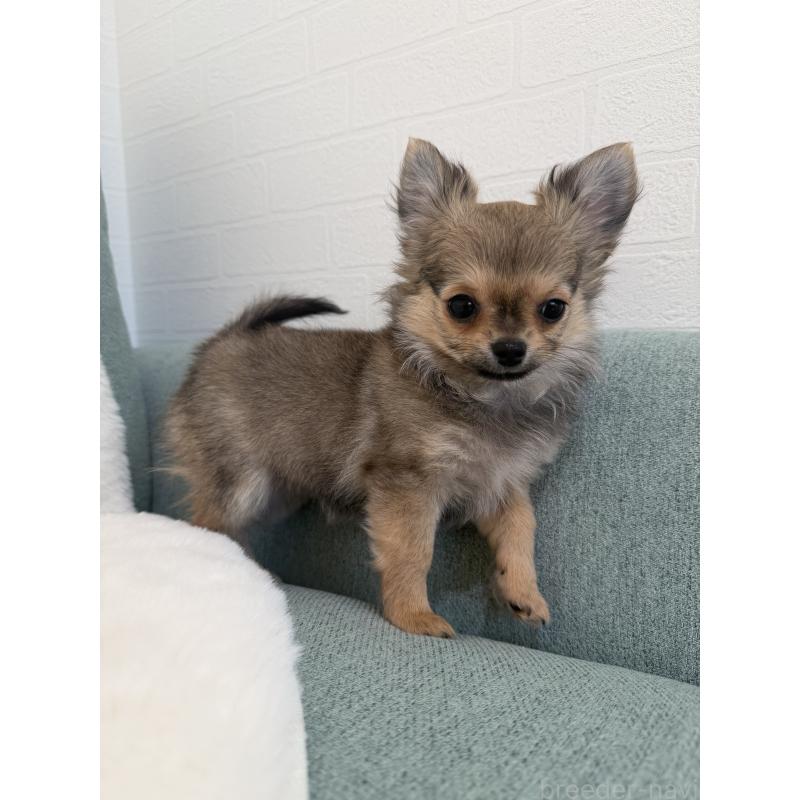 販売中の群馬県のチワワ(ロングコート)-427660の3枚目