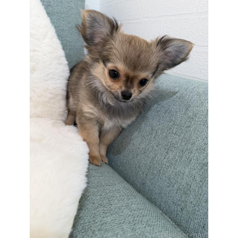 販売中の群馬県のチワワ(ロングコート)-427660の2枚目