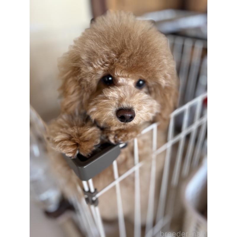 販売中の茨城県のトイプードル-417348の4枚目