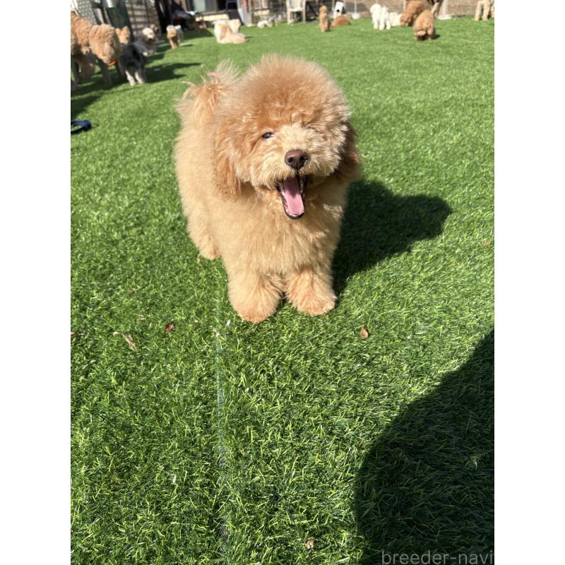 販売中の茨城県のトイプードル-417348の3枚目