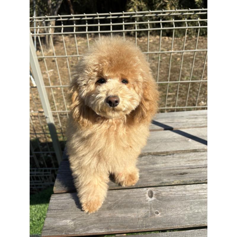 販売中の茨城県のトイプードル-417348の2枚目