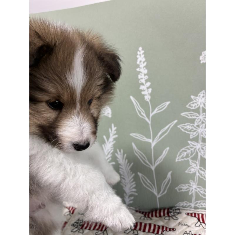 販売中の山形県のシェットランドシープドッグ(シェルティ)-436497の4枚目