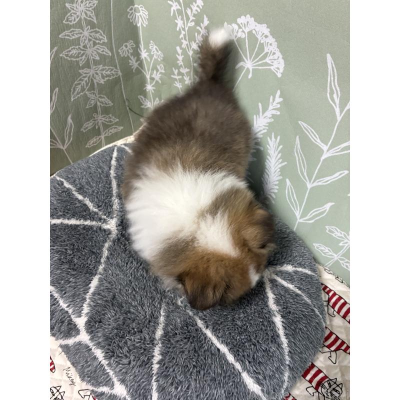 販売中の山形県のシェットランドシープドッグ(シェルティ)-436497の2枚目