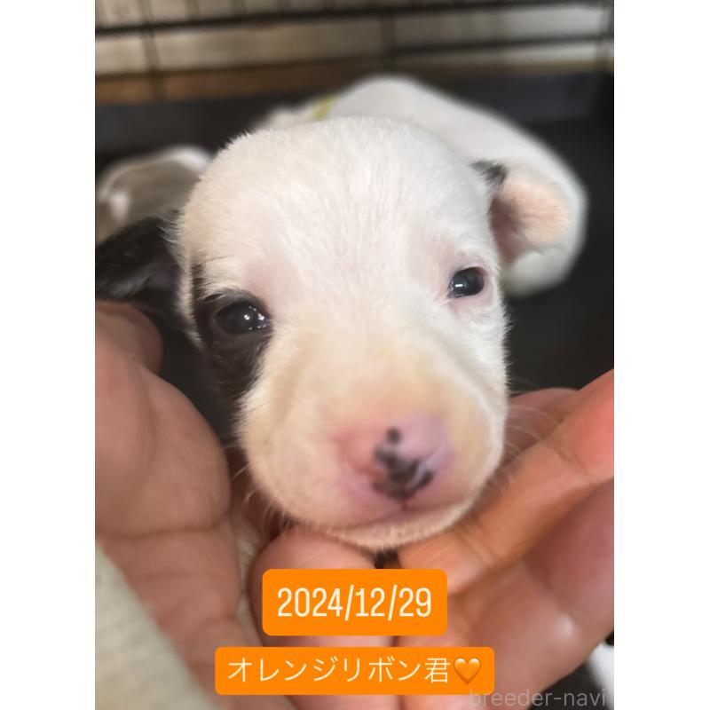 販売中の群馬県のウィペット-436499の5枚目