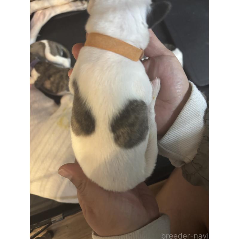 販売中の群馬県のウィペット-436499の4枚目