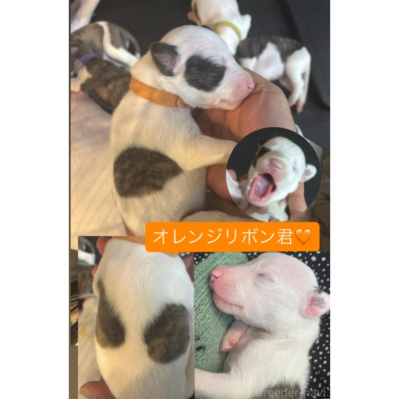 販売中の群馬県のウィペット-436499の3枚目