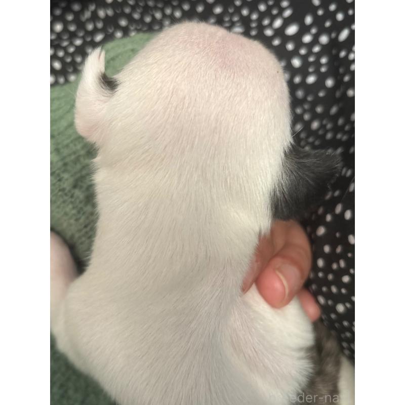 販売中の群馬県のウィペット-436499の2枚目