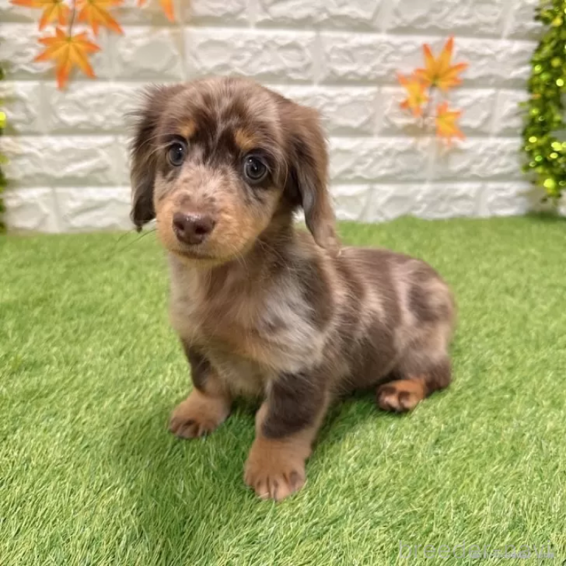 販売中の愛知県のミニチュアダックスフンド(ロングヘアード)-427718の5枚目