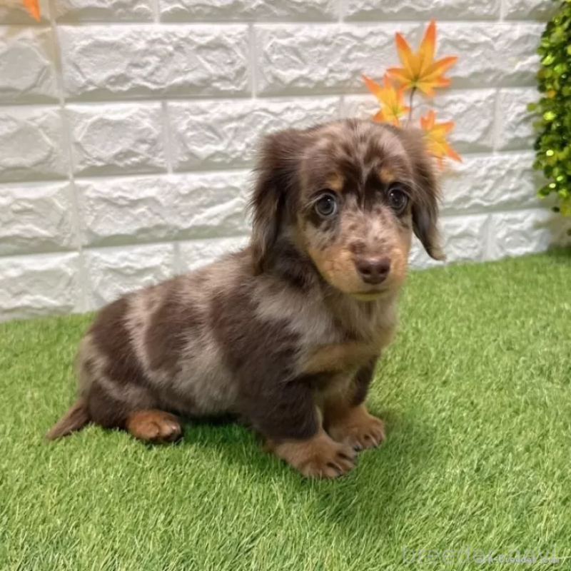 販売中の愛知県のミニチュアダックスフンド(ロングヘアード)-427718の4枚目