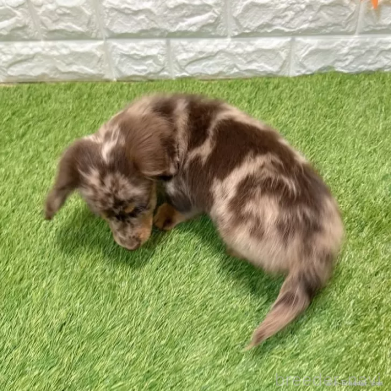販売中の愛知県のミニチュアダックスフンド(ロングヘアード)-427718の2枚目