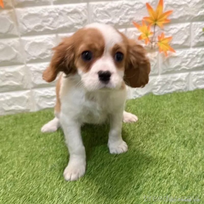 販売中ののキャバリアキングチャールズスパニエル-427125