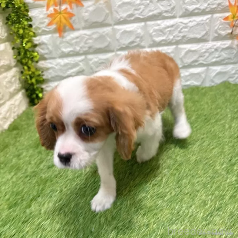 販売中の愛知県のキャバリアキングチャールズスパニエル-427125の5枚目