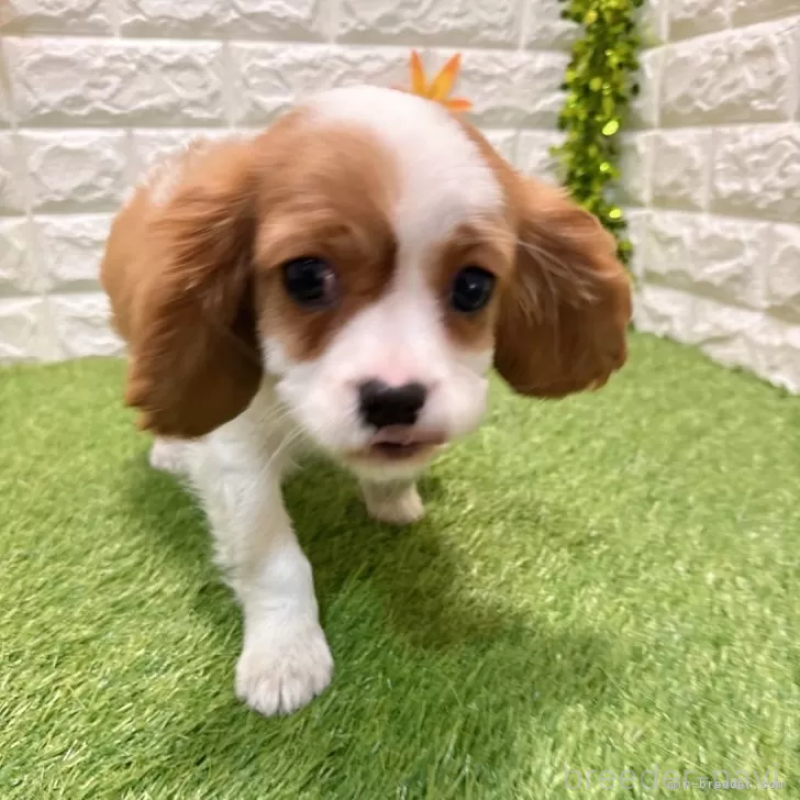 販売中の愛知県のキャバリアキングチャールズスパニエル-427125の3枚目