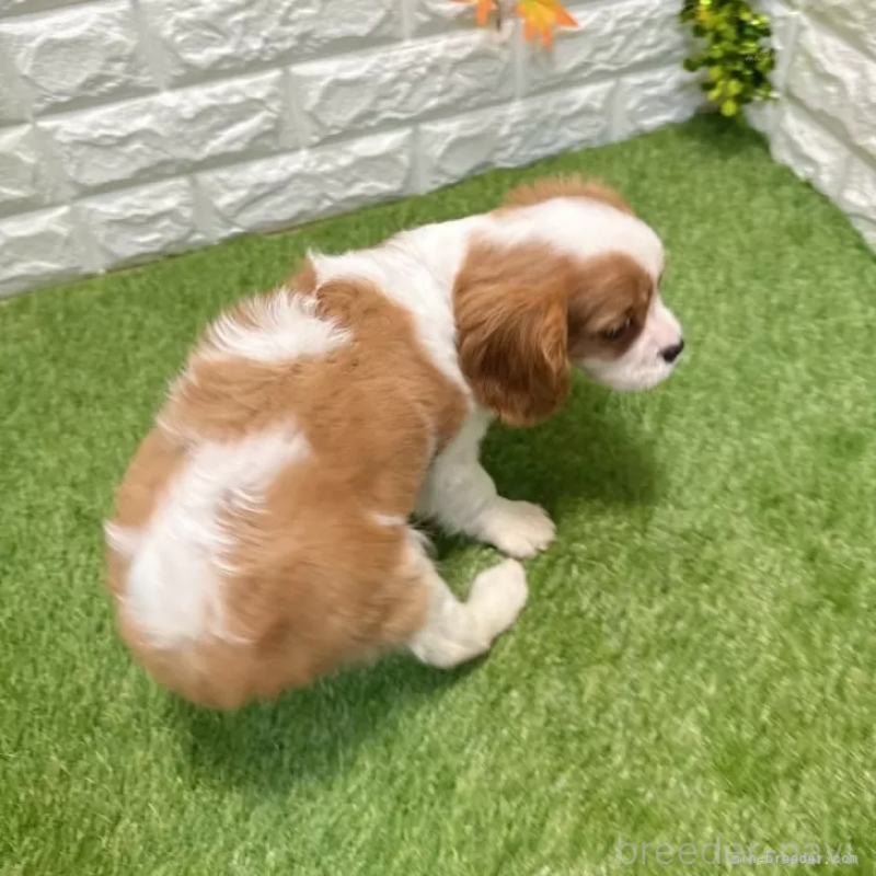 販売中の愛知県のキャバリアキングチャールズスパニエル-427125の2枚目