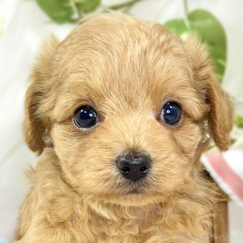 販売中の滋賀県のチワプー:チワワ×トイプードル-436504の1枚目