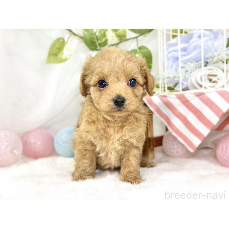 販売中の滋賀県のチワプー:チワワ×トイプードル-436504の4枚目