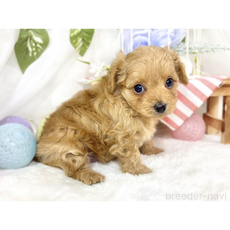 販売中の滋賀県のチワプー:チワワ×トイプードル-436504の3枚目