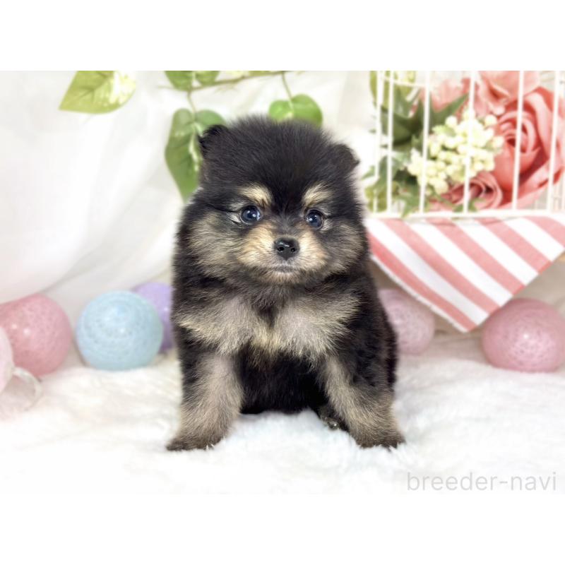 販売中の滋賀県のポメラニアン-436505の4枚目