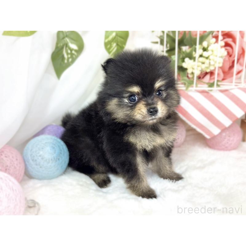 販売中の滋賀県のポメラニアン-436505の3枚目