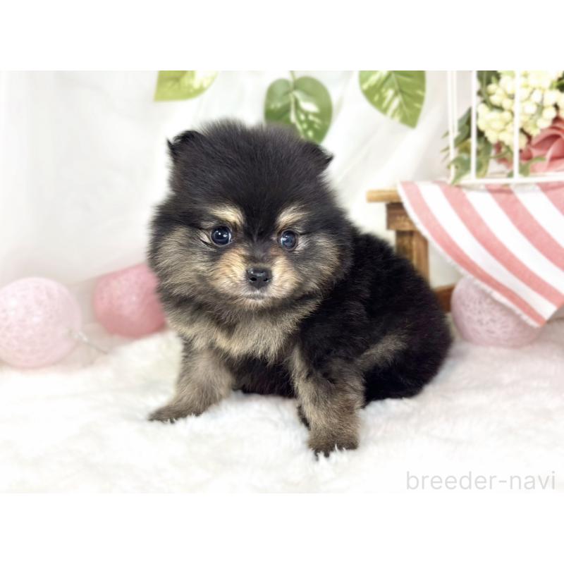販売中の滋賀県のポメラニアン-436505の2枚目