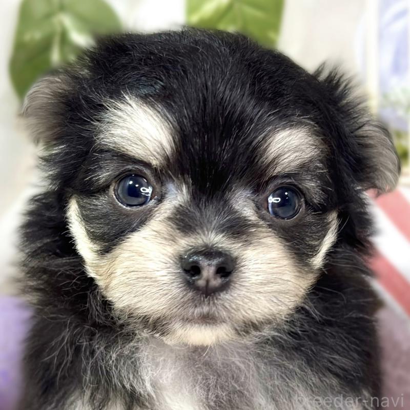 販売中の滋賀県のチワマル:チワワ×マルチーズ-436506