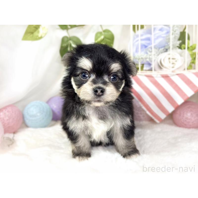 販売中の滋賀県のチワマル:チワワ×マルチーズ-436506の4枚目