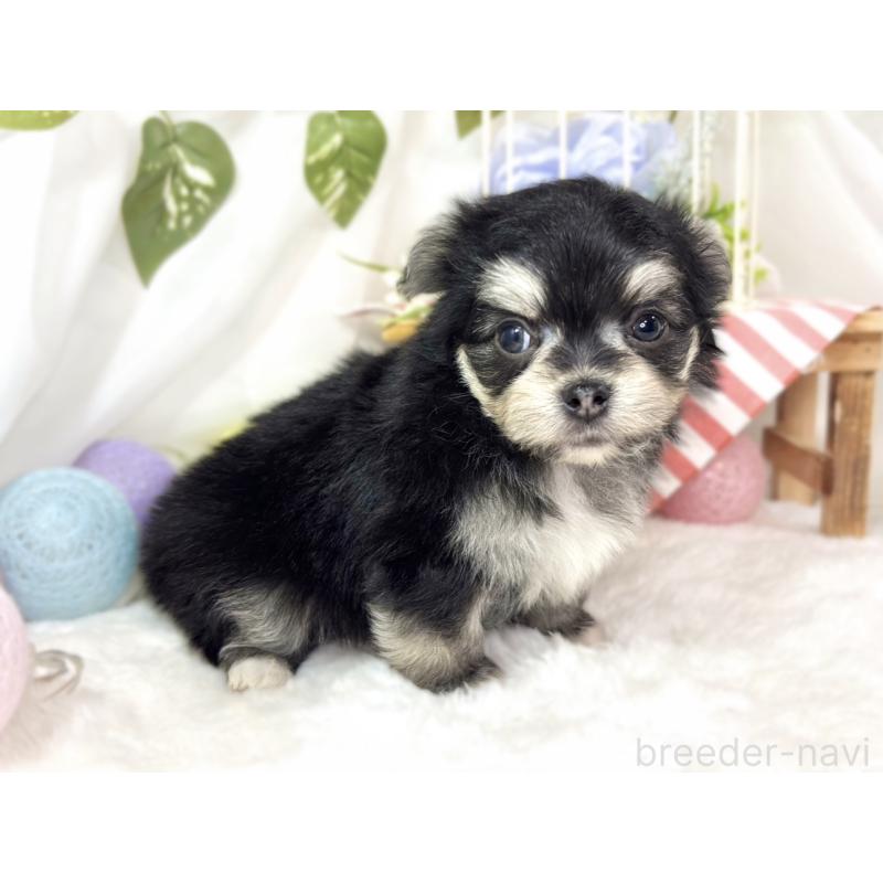 販売中の滋賀県のチワマル:チワワ×マルチーズ-436506の3枚目