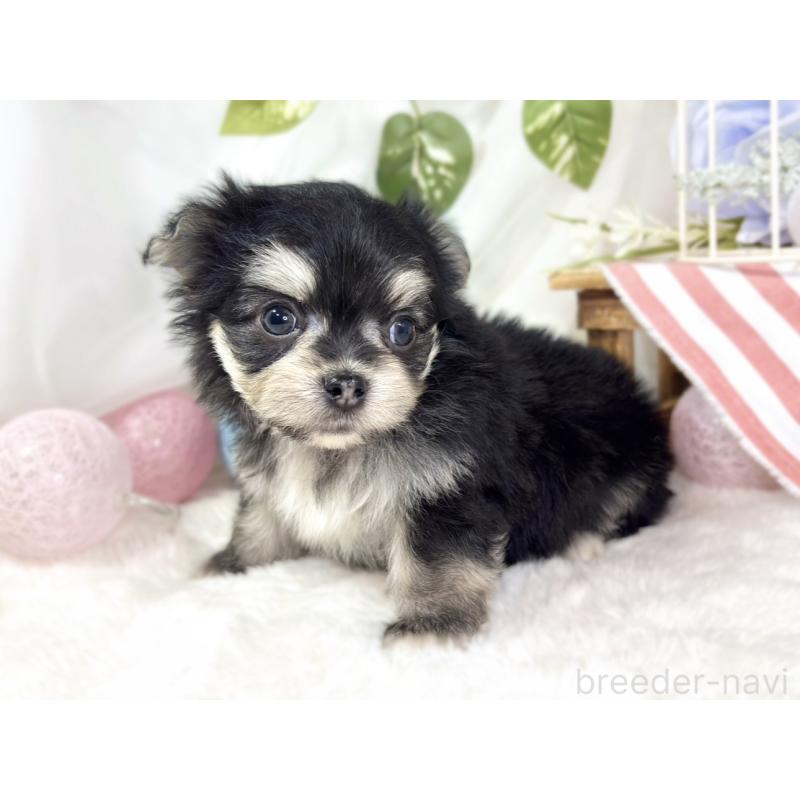 販売中の滋賀県のチワマル:チワワ×マルチーズ-436506の2枚目