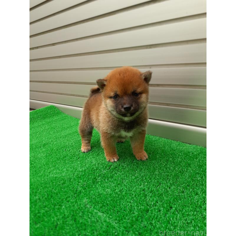 商談中の熊本県の豆柴-432083の5枚目