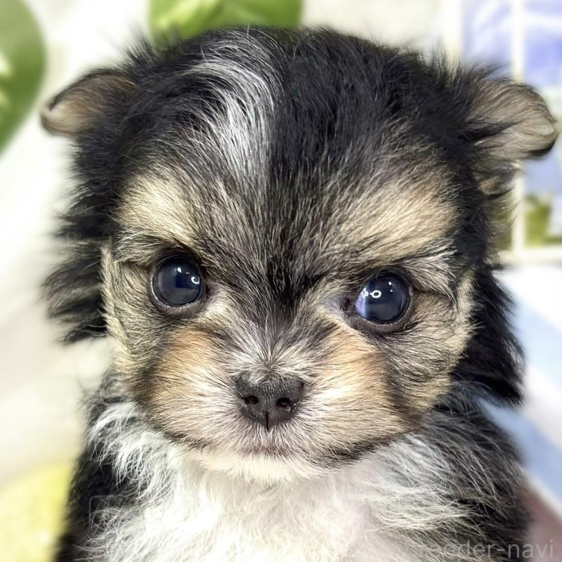 販売中の滋賀県のチワマル:チワワ×マルチーズ-436507の1枚目