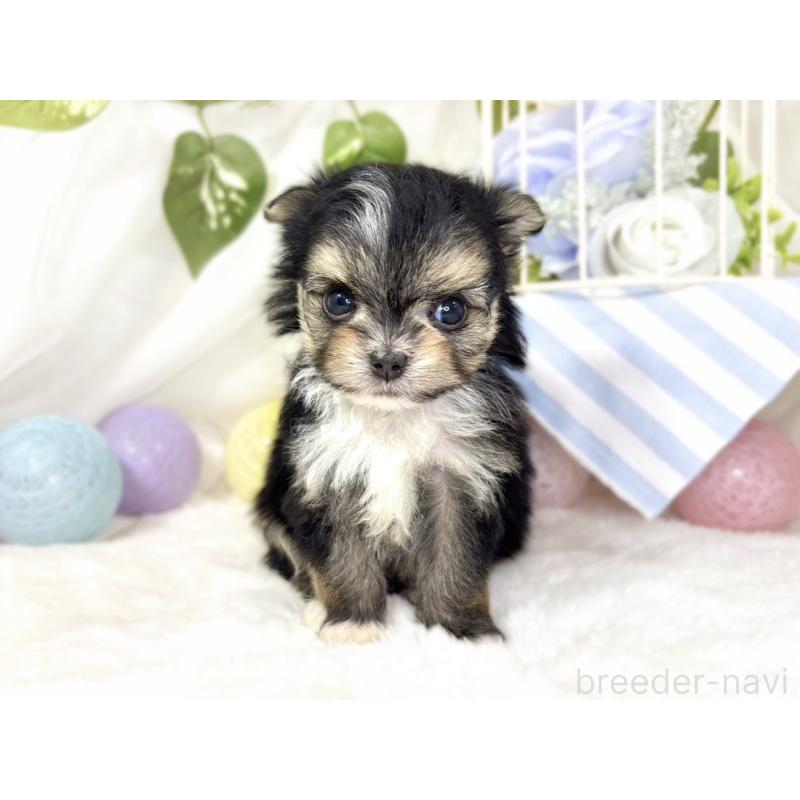 販売中の滋賀県のチワマル:チワワ×マルチーズ-436507の4枚目