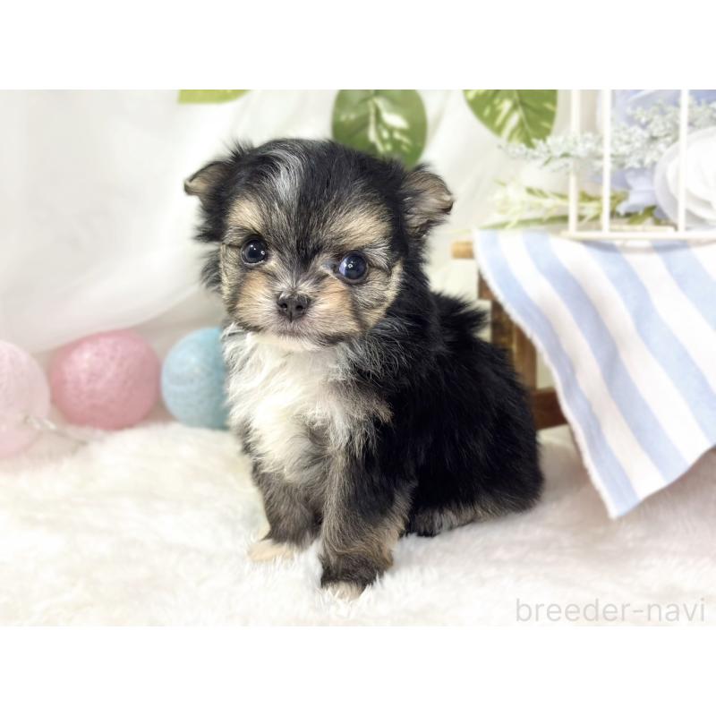 販売中の滋賀県のチワマル:チワワ×マルチーズ-436507の3枚目