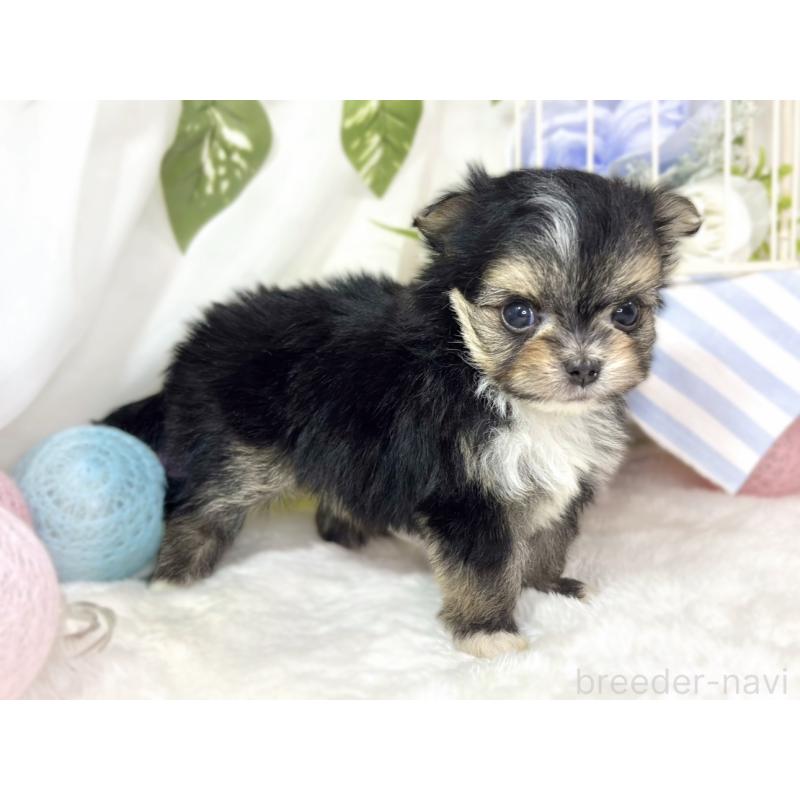 販売中の滋賀県のチワマル:チワワ×マルチーズ-436507の2枚目