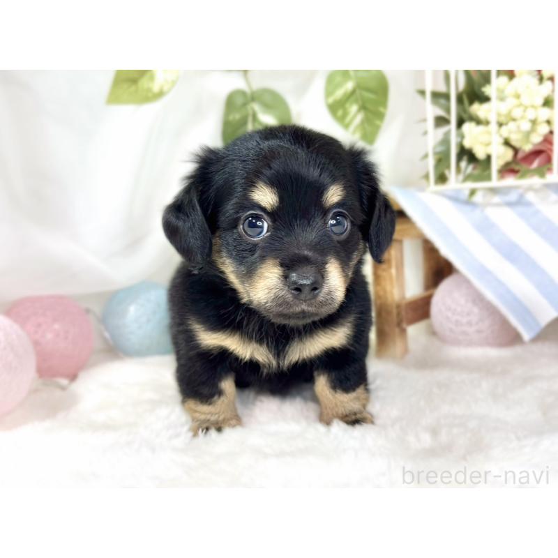 販売中の滋賀県のチワックス:チワワ×ミニチュアダックスフンド-436508の4枚目